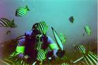fish marmion marine park diving